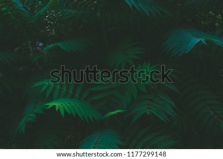 Leaf Green backround