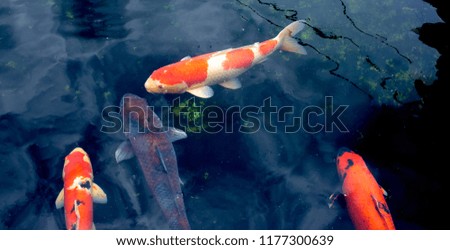 The colorful koi in the pond