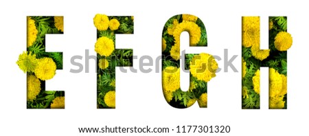 Alphabet E, F, G, H made from marigold flower font isolated on white background. Beautiful character concept.