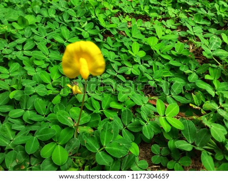 Various of beautiful flower at Kundasang highland, Sabah, Malaysia. Close up. Selected focus.