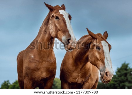 pictures of farm horses
