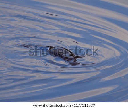 Australian platypus in a wild