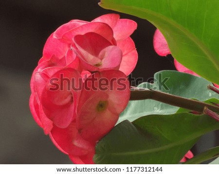 This picture is Crown of Thorns Flower