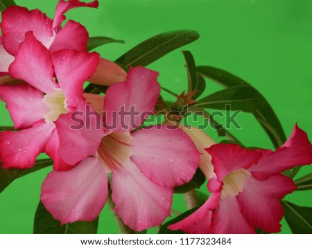 Adenium  : Azalea flowers are a colorful species of flowers. It is easy to grow. Resistant to extreme drought The Desert Rose . (Green backdrop) 