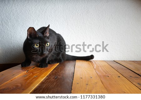 Black cat playing on table