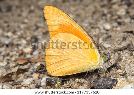 Butterfly on the floor