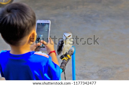 A boy is holding a phone to take a picture of a falcon.