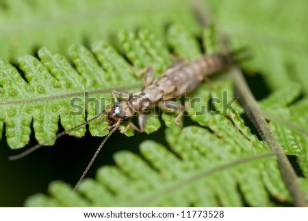 Macro/close-up shot of an earwig bug on a fern plant