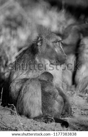 Baboon in the Kruger National Park, South Africa