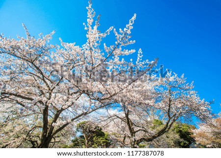 Cherry blossoms in the Shinjuku Gyoen National Gardens in Tokyo, Japan. 