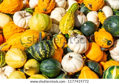 A bunch of colorful pumpkins