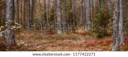 Panoramic scenic landscape of pine forests with selective focus. Beautiful Nature Wallpaper with artistic photo processing. Wild mushrooms growing in the coniferous forest. Wide Screen Web banner