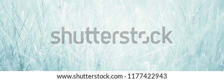 Beautiful Wide Screen Nature Background. Stylized panoramic picture of grass with dew drops on a summer morning with selective focus. Abstract Horizontal light Wallpaper or Web Banner