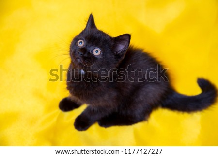 black Scottish kitten on yellow background