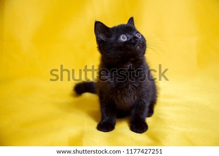 black Scottish kitten on yellow background