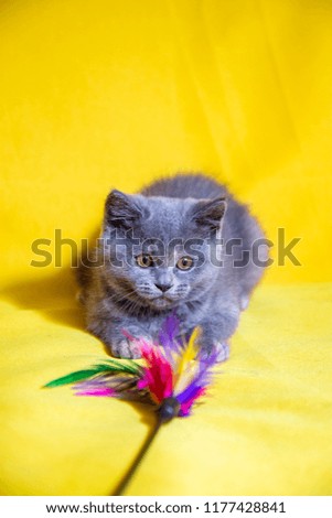 blue Scottish kitten on yellow background