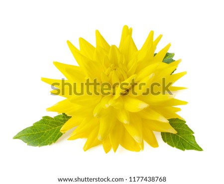 yellow Dahlia, flower isolated on white background