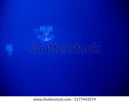 Small jellyfish move inside the aquarium