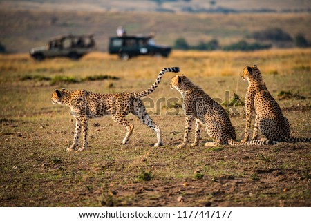 Cheetah family surveying the landscape for prey on the savannah grasslands, oblivious to safari vehicles  in the distance. Maasai Mara, Africa. Mother cheetah and two sons. Acinonyx jubatus.  Royalty-Free Stock Photo #1177447177