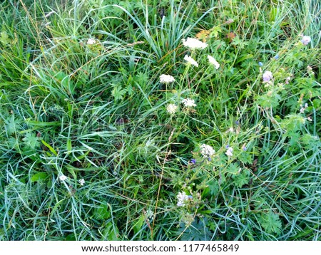 Plants, flowers and green grass. Outdoor landscape