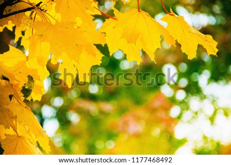 Yellow maple leaves with red veins on a background of a blurred background with multi-colored leaves. Autumn concept.