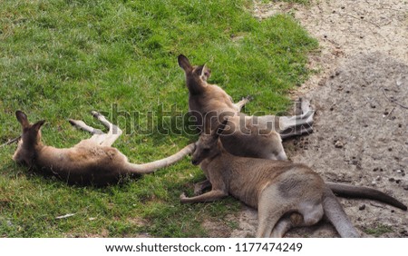 Photography of some red-necked wallaby, also known as Bennett's wallaby or red kangaroo