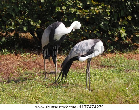 Photography of two wattled cranes (scientific name: Grus carunculata)