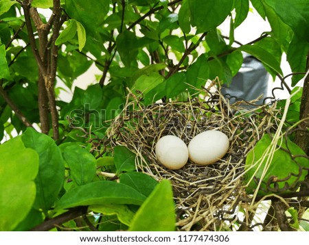 bird nest white pigeon dove eggs lay on the nest