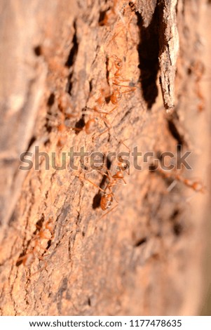Red ant on wood