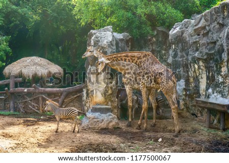 The giraffe and zebra in a forest .