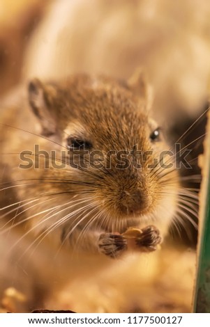 A gerbil or called desert rats is a small mammal.
