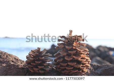 Close up picture of pine cones