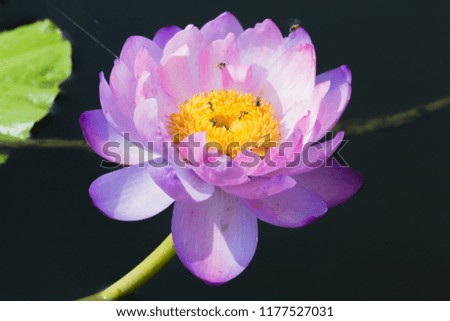 Beautiful lotus flower / water lily in pond Thailand.
