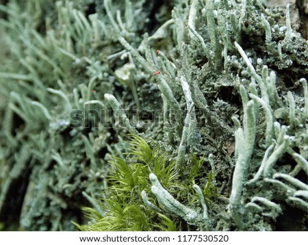 Beautiful silver moss on the bark of a tree. Close-up.