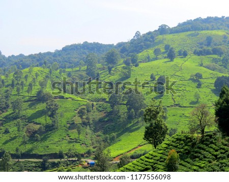 Tea Plant Estate and cold climate fruits in Kerala