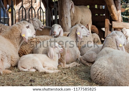 flock of sheep with lambs in a sheepfold  Royalty-Free Stock Photo #1177585825