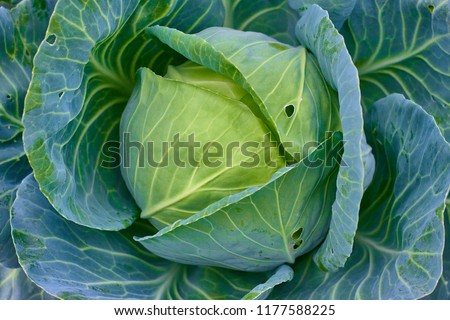 Cabbage head fresh are growing in garden. Organic vegetable background.  Agriculture concept