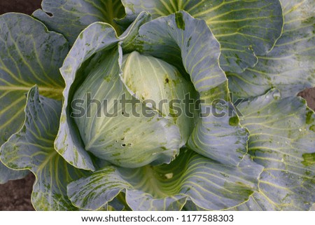 Close up on fresh green cabbage in harvest field. Organic vegetable background.  Agriculture concept