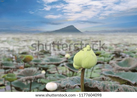 Lotus flower blooming in the river with blue sky and mountain background