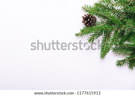 Fresh green branches of young spruce with cones on a white background. Background, copy space