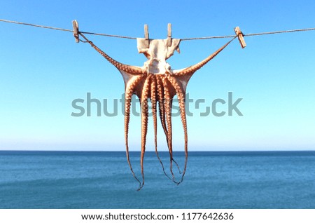 Drying squid in Greece, sea in background