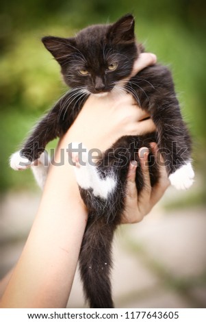black kitten with chocolate tint on human hand on green summer background
