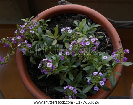 Small purple flowers
