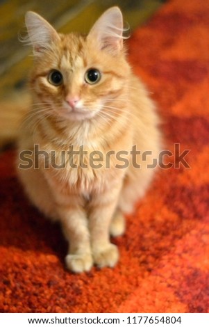 
cute red cat