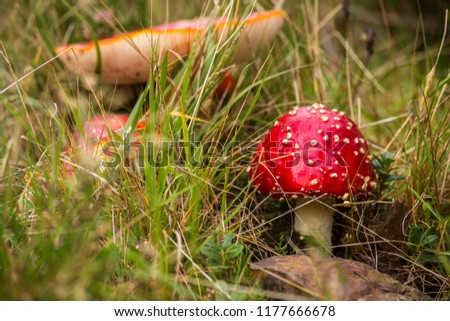 Red Mushroom With White Spots Flake close-up in the autumn forest beauty
