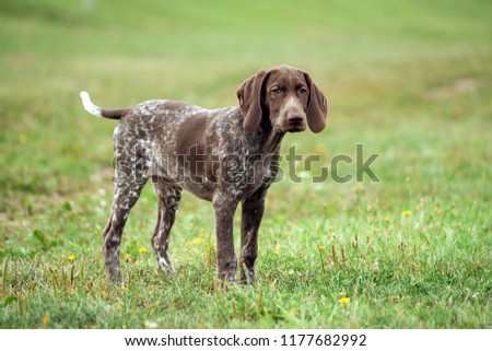 german shorthaired pointer, german kurtshaar one brown spotted puppy sad look, standing on a path surrounded by green grass on the field, a small cute dog, full length photo, Royalty-Free Stock Photo #1177682992