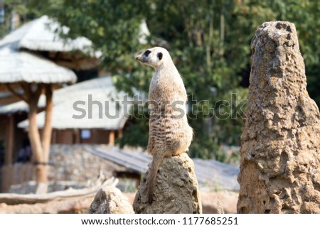 Meerkat checking the situation from the rock.