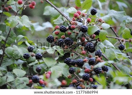 the tasti blackberries