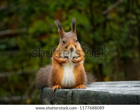 Cute red squirrel sitting on the table