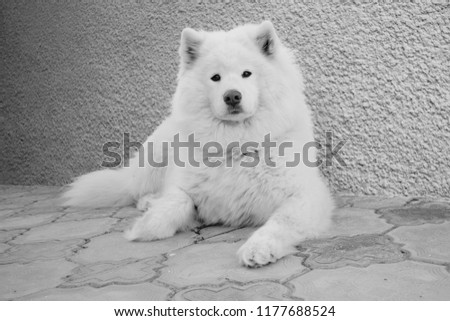 black and white picture of a beautiful white dog. portrait of samoyed